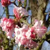 2 x Zimní kulatka – Viburnum bodnantense 'Dawn' | 60-80 cm Náhled obrázku produktu 1