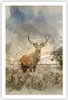 Poster - Poster ohne Rahmen - rotwild natur - 61x91,5 cm - Produktbild-Vorschau 1