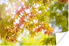 MuchoWow® Poster Japanischer Ahorn zu Beginn des Herbstes Produktbild-Vorschau 1