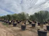 Sunny Tree - Yucca Rostrata - Palma - wysokość pnia 50/60 Podgląd zdjęcia produktu 7