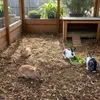 Four rabbits in an outdoor enclosure with wood chip bedding and a small wooden shelter. Anteprima dell’immagine prodotto