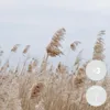 Bloomique - 3er-Set - Cortaderia Selloana - Weißes Produktbild-Vorschau 2