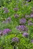 Allium christophii, Sternkugel-Lauch, silbrig-violett, ca. Produktbild-Vorschau 2