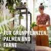 COMPO SANA® Grünpflanzen- und Palmenerde 10 l 4008398114312 214031 11431 Produktbild-Vorschau