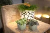 Rhipsalis Cassutha 15 cm - Cactus jonc, cactus corail, Voir les images du produit 4