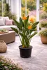 Strelitzia reginae 80–100 cm – Paradiesvogelblume, Produktbild-Vorschau 1
