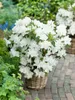 Rhododendron obtusum 'Palestrina', weiß, 30–40 cm Produktbild-Vorschau 2