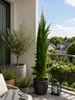 Cupressus sempervirens Totem 140–160 cm | Säulenzypresse | Produktbild-Vorschau 3