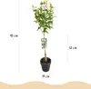 Hibiscus syriacus Starburst Chiffon: pianta a fusto fiorita Anteprima dell’immagine prodotto 5