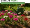 Bartnelke Gefüllte Mischung Samen - Dianthus barbatus - Produktbild-Vorschau 7