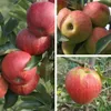 Familienbaum Trio Apfelbaum mit drei Apfelsorten Gala - Produktbild-Vorschau 1