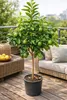 Roślina bergamotowa 140–160 cm – Citrus bergamia – drzewo Podgląd zdjęcia produktu 5