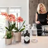 Kolibri Orchids | zestaw 2 pomaranczowych storczyków Podgląd zdjęcia produktu 2