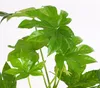 Dehner Zimmeraralie, Fatsia japonica, Zimmerpflanze mit Produktbild-Vorschau 2