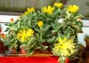 SAFLAX - Echter Tigerrachen - Faucaria tigrina - 40 Samen Produktbild-Vorschau 9