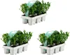 Bloomique - Zestaw 18 szt. - Ilex Crenata Jenny - Podgląd zdjęcia produktu 1
