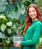 Dehner Pfeilblatt, Alocasia zebrina, gestreifte Stängel, Produktbild-Vorschau 5