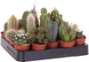 Mini Kakteen Set 10 Pflanzen 10–15 cm – Kaktus Produktbild-Vorschau 1