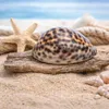 Kauri-Tigerschnecke Cypraea tigris Deko Muschel 5cm Produktbild-Vorschau 7
