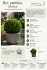 Ilex crenata Jenny Kugel Ø ca. 20 cm | Japanische Produktbild-Vorschau 2