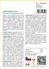 SAFLAX - Cestovatelský strom - Ravenala madagascariensis - Náhled obrázku produktu 3