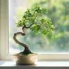 Bonsai - Zelkova serrata - Wysokość 20-25cm - ⌀15cm Podgląd zdjęcia produktu 5