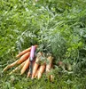 A bunch of carrots with their green tops are lying on the grass, with a purple-handled knife placed on top of them. Náhled obrázku produktu