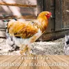 A rooster stands in front of a wooden structure, with text overlay indicating suitability for chicks. Produktbild-Vorschau