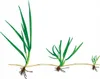 BARENBRUG RPR-Rasen 5kg SPORTSY FRESH GRASS Produktbild-Vorschau 3