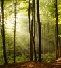 Fototapete - Forest 225x250cm - Vliestapete Produktbild-Vorschau 1