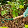KADAX Vertikutierer "Ortelle", Gartenkralle mit Holzstiel, Produktbild-Vorschau 3