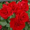 Rosa  - Kletternde Rose Kordes - Rosa 'Sympathie' Produktbild-Vorschau 1