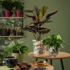 Scheurich 808, Topfpflanzer, Freistehend, Keramik, Olive, Produktbild-Vorschau 2