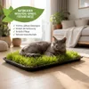 Katzengras Katzenwiese Hundewiese echter Rasen ca 60x40 cm Produktbild-Vorschau 1