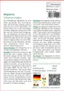 SAFLAX - Wegwarte - Cichorium intybus - 250 Samen - Mit Produktbild-Vorschau 3