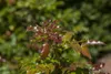 Mahonia aquifolium, Gewöhnliche Mahonie, immergrün, 30–40 Produktbild-Vorschau 2