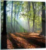 Bilder auf glas - Wald Blätter Sonne - 70x70cm - Glasbilder Produktbild-Vorschau 1