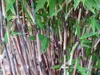 Stauden Gänge 1 x Fargesia nitida 'Black Pearl' im C2 Topf Produktbild-Vorschau 7