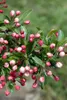 Malus 'Tina', Zierapfel, kompakt, 40–60 cm Produktbild-Vorschau 4