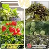 50CM LED Pflanzenlampe für Zimmerpflanzen Led Sonnenlicht Produktbild-Vorschau 7