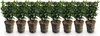 Euonymus japonicus Green Spire 8 planten voor 1 Meter Hecke Productafbeelding-voorbeeld 3