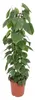 Philodendron Scandens - 110-120cm - Ø24cm - Pianta Anteprima dell’immagine prodotto 1