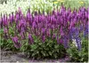 Stauden Gänge 1 x Salvia nemorosa 'Sensation Pink ®' im 1 Produktbild-Vorschau 1