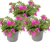 Magic bell - Mini petunia pendente - Calibrachoa - Vaso da Anteprima dell’immagine prodotto 1