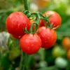 A close-up view of several ripe red tomatoes on the vine, covered in water droplets. Produktbild-Vorschau