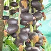 Paonuss (Barringtonia edulis) - 1 seme germogliato Anteprima dell’immagine prodotto 1