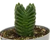 Sukkulente – Crassula Buddha’s Temple – kleine, dicke Produktbild-Vorschau 2