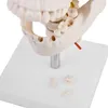 Schädel Halswirbelsäule Anatomie Modell Skelett Lebensgroß Produktbild-Vorschau 5