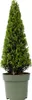Houx crenelé - Ilex crenata 'Jenny' - Hauteur 55-65cm - Voir les images du produit 1