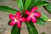 SAFLAX Set regalo - Rosa del deserto - 8 semi - Adenium Anteprima dell’immagine prodotto 7